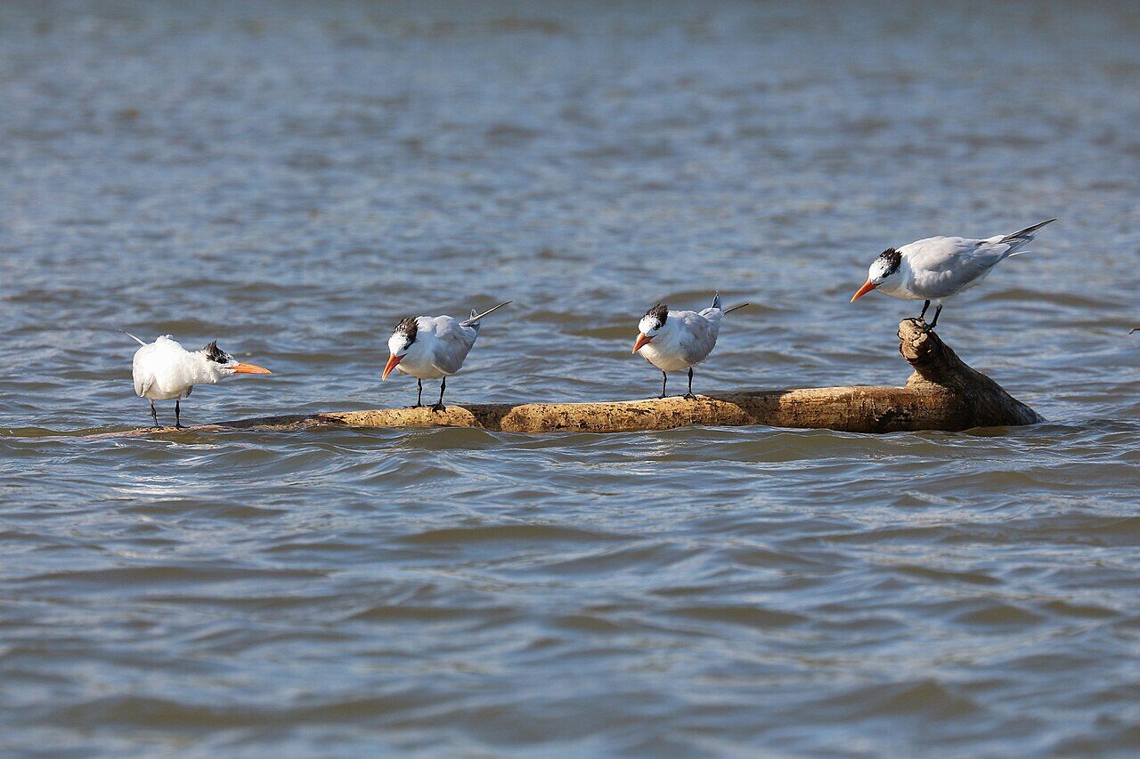 Crocodile Tours near Jacó Beach — royal terns on a sandbar in the Tárcoles River, Costa Rica