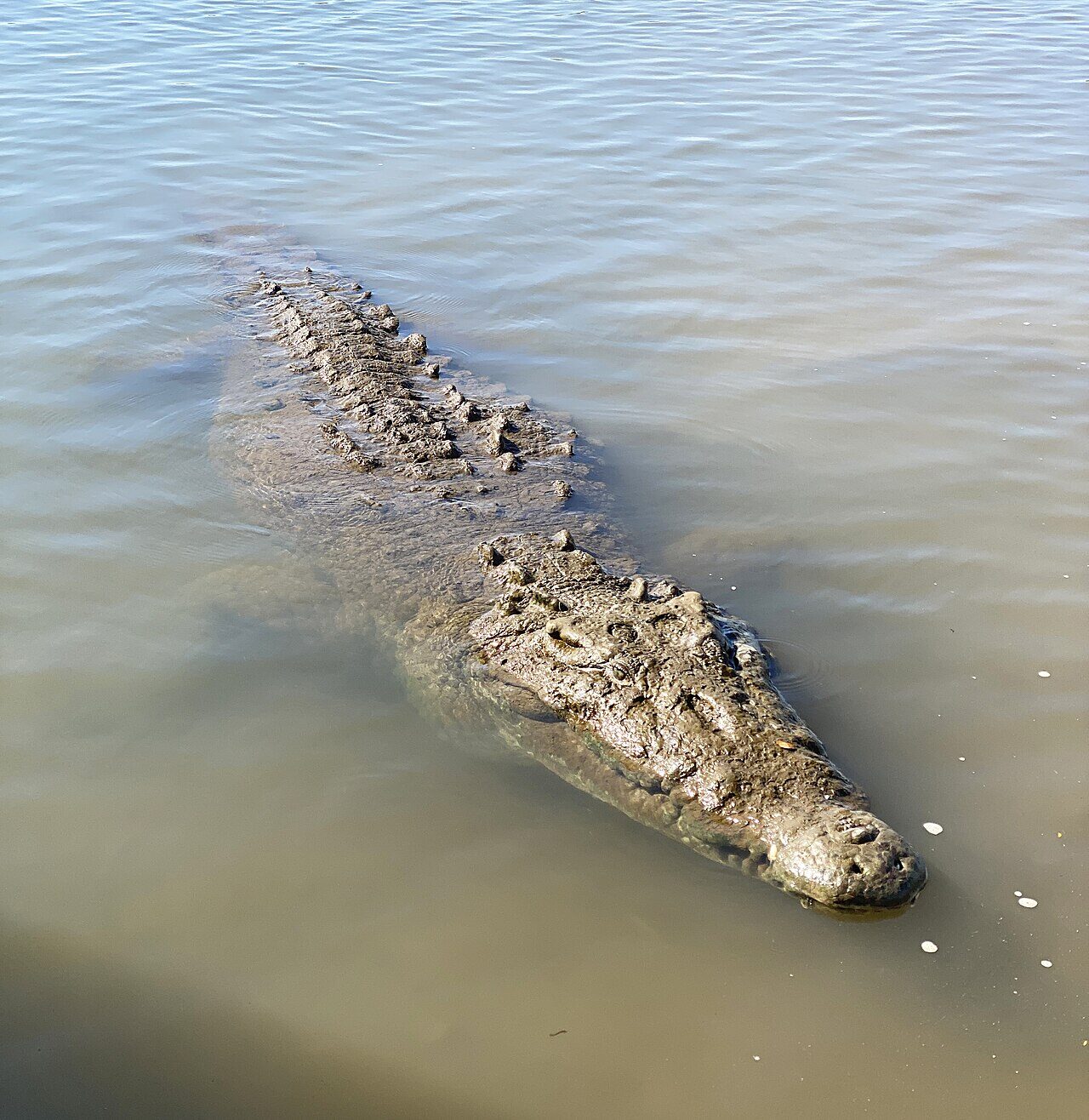 Crocodile Tours near Jacó Beach — a large wild American crocodile basking on the bank of the Tárcoles River, Costa Rica