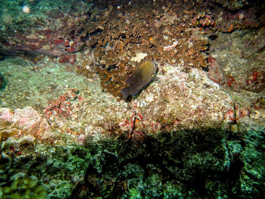 Acapulco damselfish, Stegastes acapulcoensis