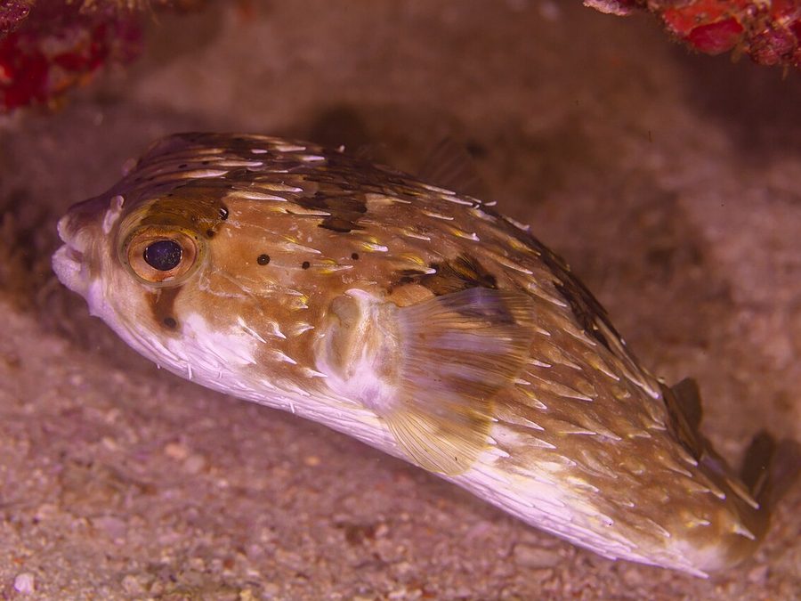 Balloonfish (Diodon holocanthus), a reef fish you can see snorkeling near Jacó, Costa Rica
