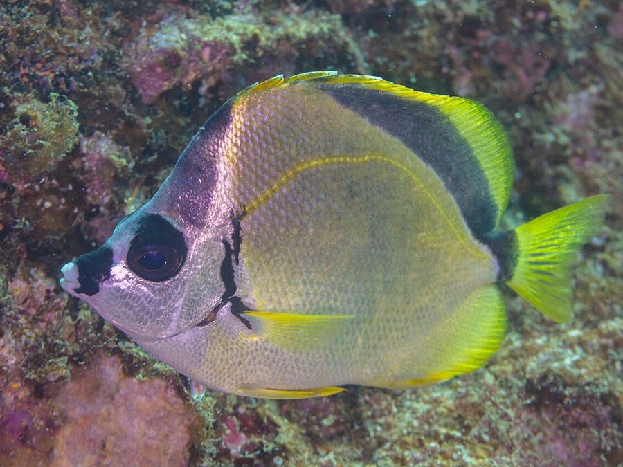 Barberfish (Johnrandallia nigrirostris), a reef fish you can see snorkeling near Jacó, Costa Rica