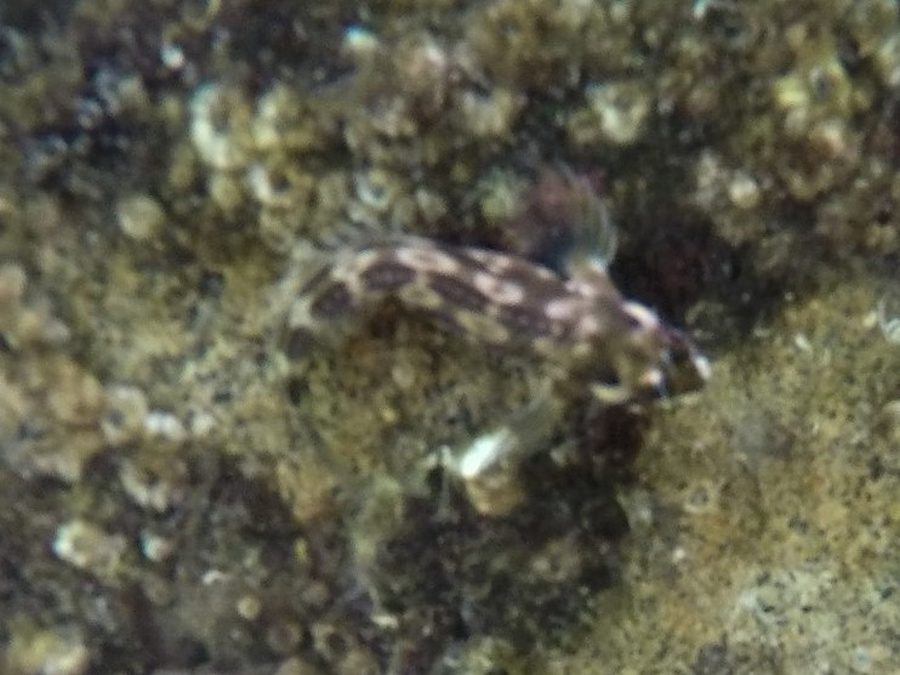 Barnaclebill Blenny (Hypsoblennius brevipinnis), a reef fish you can see snorkeling near Jacó, Costa Rica