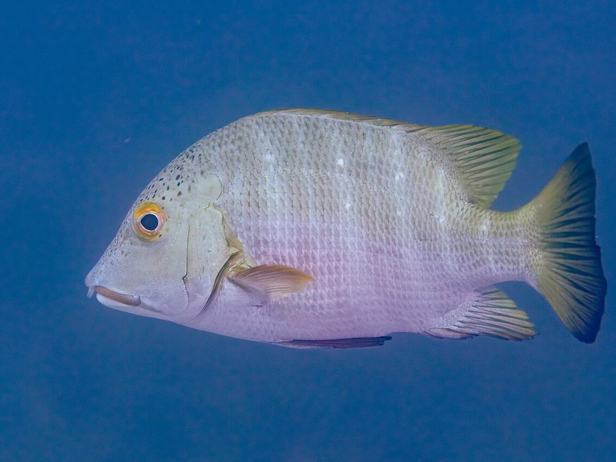 Barred pargo, Hoplopagrus guentherii