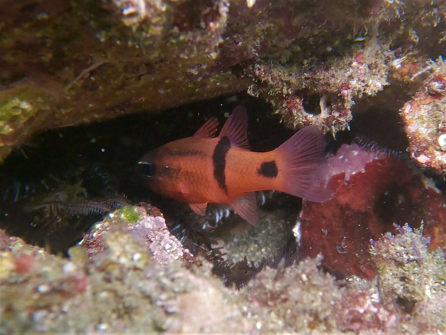 Barspot Cardinalfish (Apogon retrosella), a reef fish you can see snorkeling near Jacó, Costa Rica