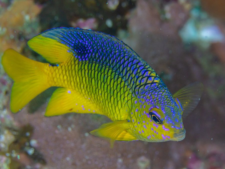 Beaubrummel (Stegastes flavilatus), a reef fish you can see snorkeling near Jacó, Costa Rica