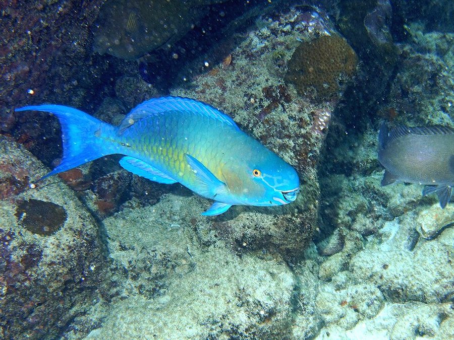 Bicolor (ember) parrotfish, Scarus rubroviolaceus
