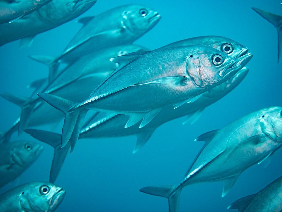 Bigeye trevally, Caranx sexfasciatus, Eastern Pacific