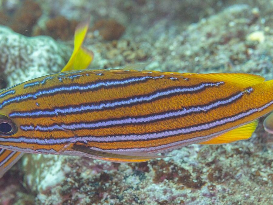 Blue-and-gold snapper, Lutjanus viridis