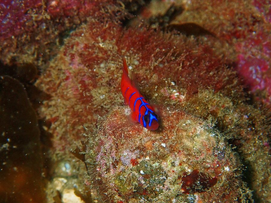 Bluebanded Goby (Lythrypnus dalli), a reef fish you can see snorkeling near Jacó, Costa Rica