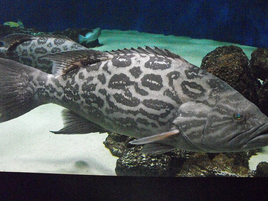 Broomtail grouper, Mycteroperca xenarcha