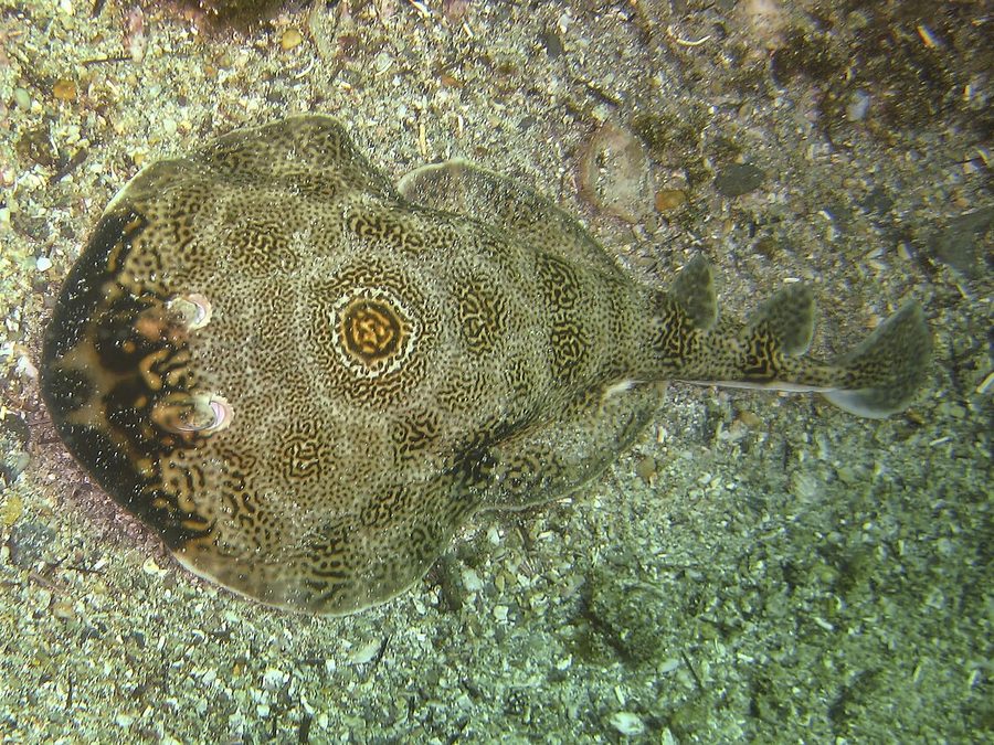 Bullseye Electric Ray (Diplobatis ommata), a reef fish you can see snorkeling near Jacó, Costa Rica