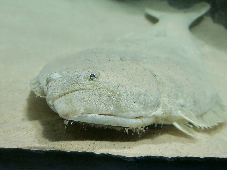 California Flounder (Paralichthys californicus), a reef fish you can see snorkeling near Jacó, Costa Rica