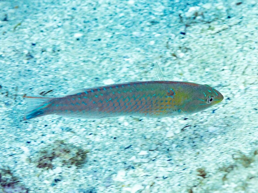 Chameleon wrasse, Halichoeres dispilus