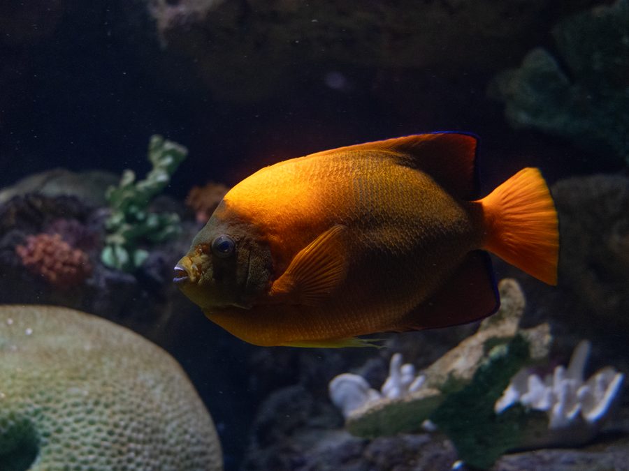 Clarion angelfish, Holacanthus clarionensis