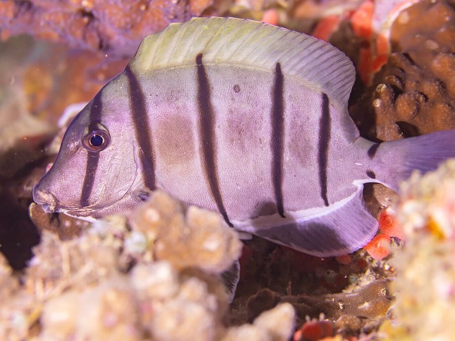 Convict tang, Acanthurus triostegus