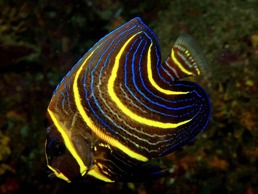 Cortez angelfish juvenile, Pomacanthus zonipectus