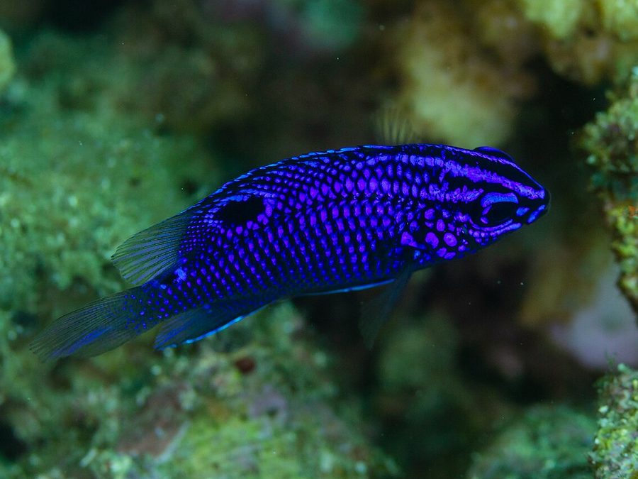 Cortez damselfish, Stegastes rectifraenum