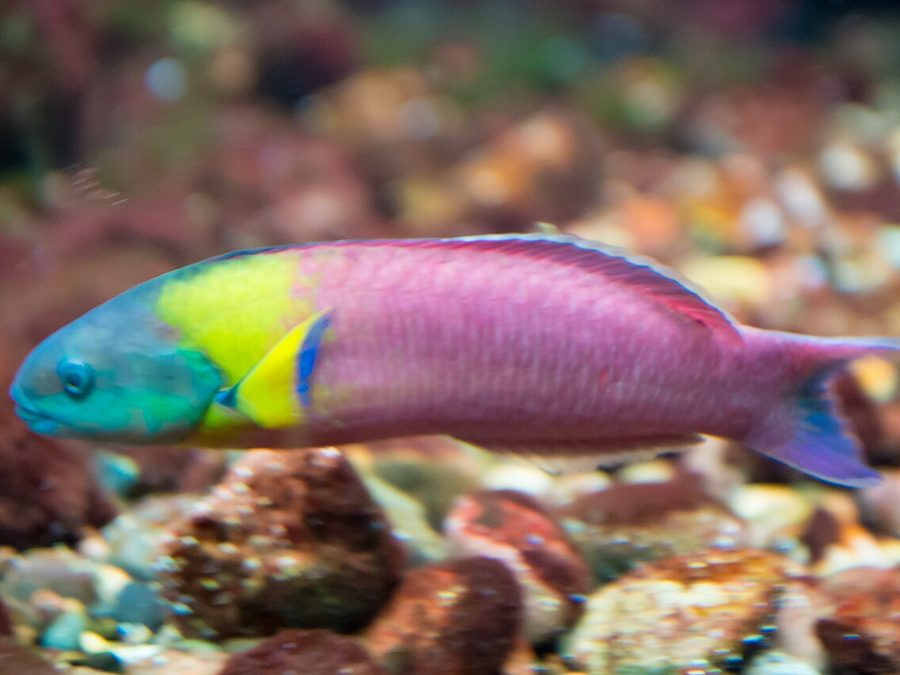 Cortez rainbow wrasse, Thalassoma lucasanum