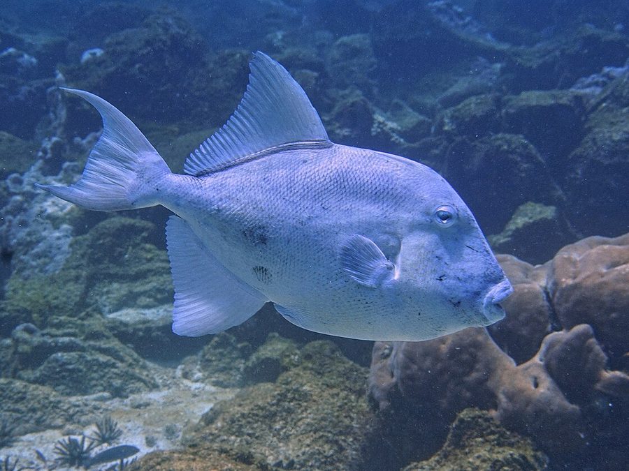 Finescale Triggerfish (Balistes polylepis), a reef fish you can see snorkeling near Jacó, Costa Rica