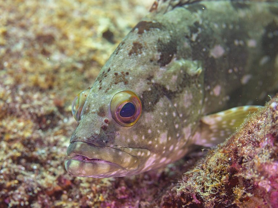 Flag cabrilla, Epinephelus labriformis, Eastern Pacific