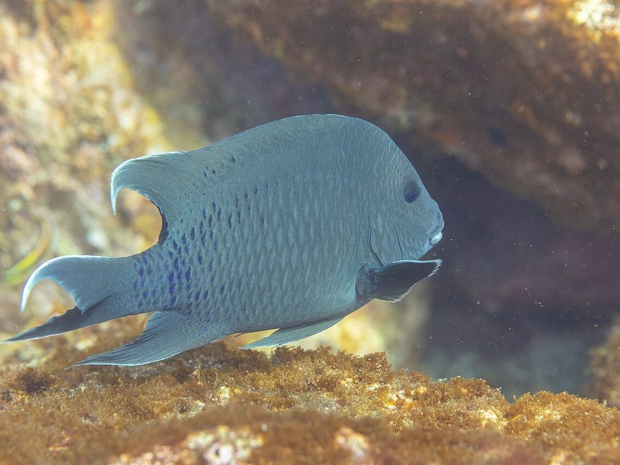 Giant damselfish, Microspathodon dorsalis