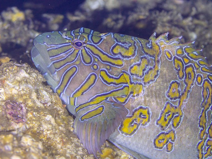 Giant hawkfish, Cirrhitus rivulatus
