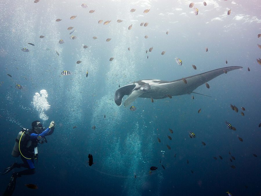Giant Manta Ray (Mobula birostris), a reef fish you can see snorkeling near Jacó, Costa Rica