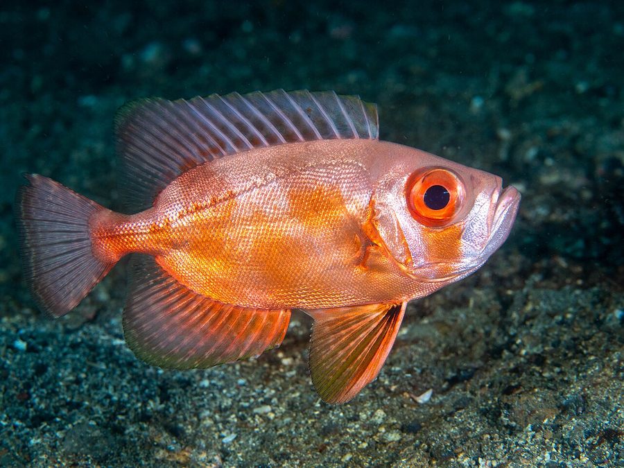 Glasseye (Heteropriacanthus cruentatus), a reef fish you can see snorkeling near Jacó, Costa Rica