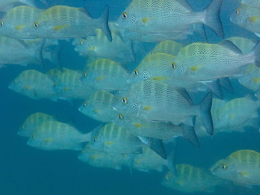 Graybar grunt, Haemulon sexfasciatum