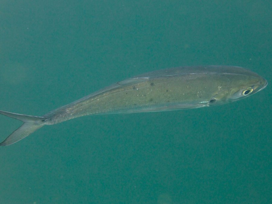 Green jack, Caranx caballus