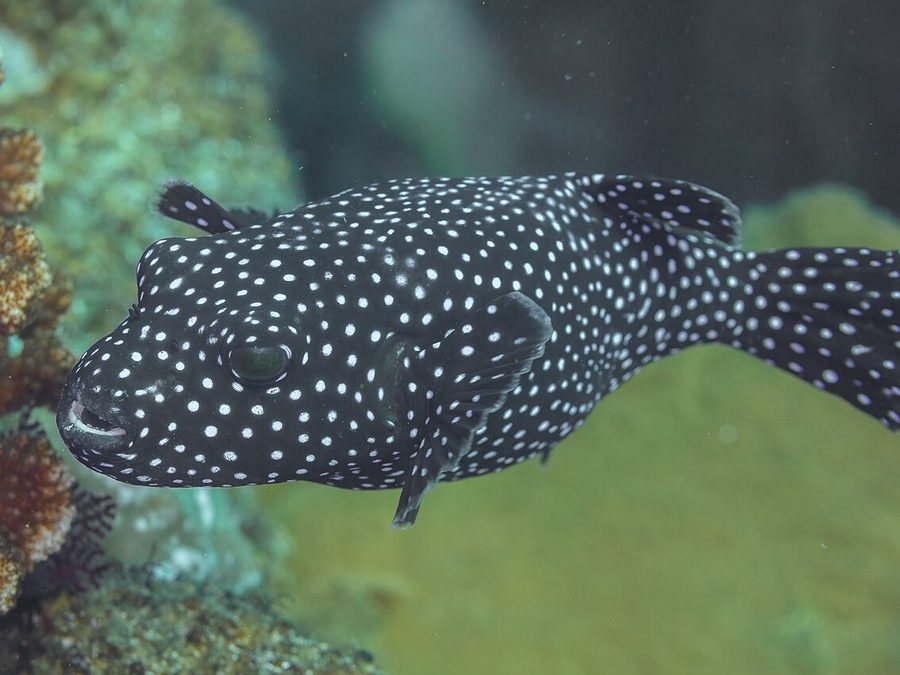 Guineafowl Puffer (Arothron meleagris), a reef fish you can see snorkeling near Jacó, Costa Rica