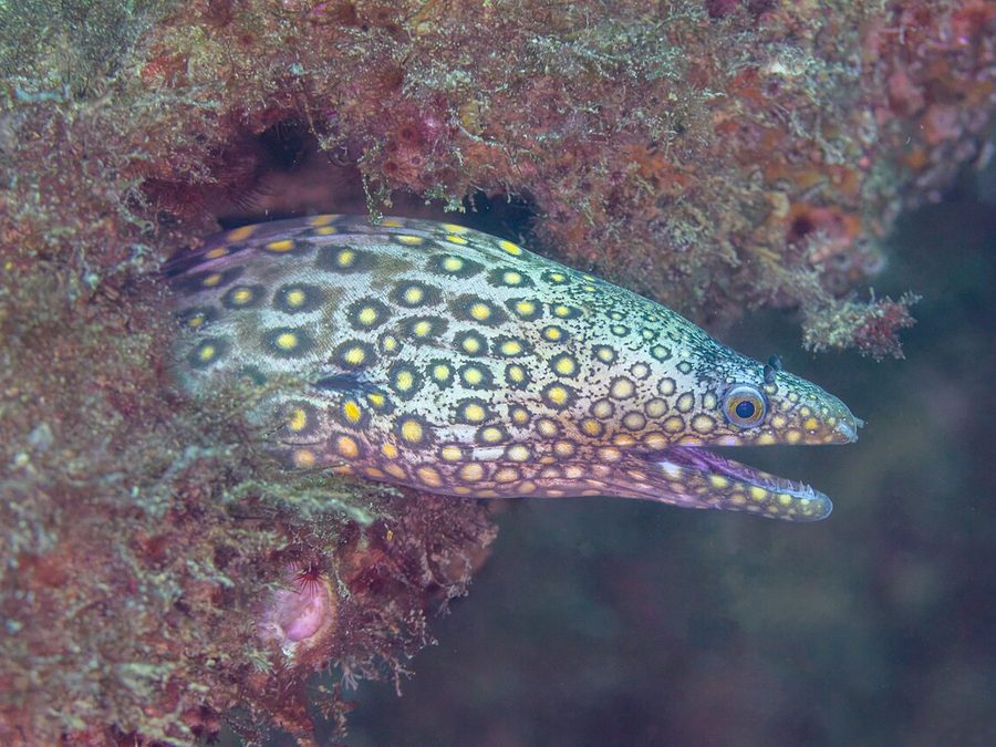 Jewel Moray (Muraena lentiginosa), a reef fish you can see snorkeling near Jacó, Costa Rica