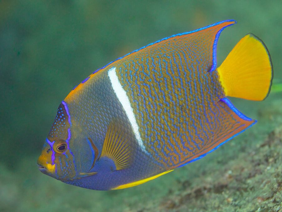 King angelfish, Holacanthus passer