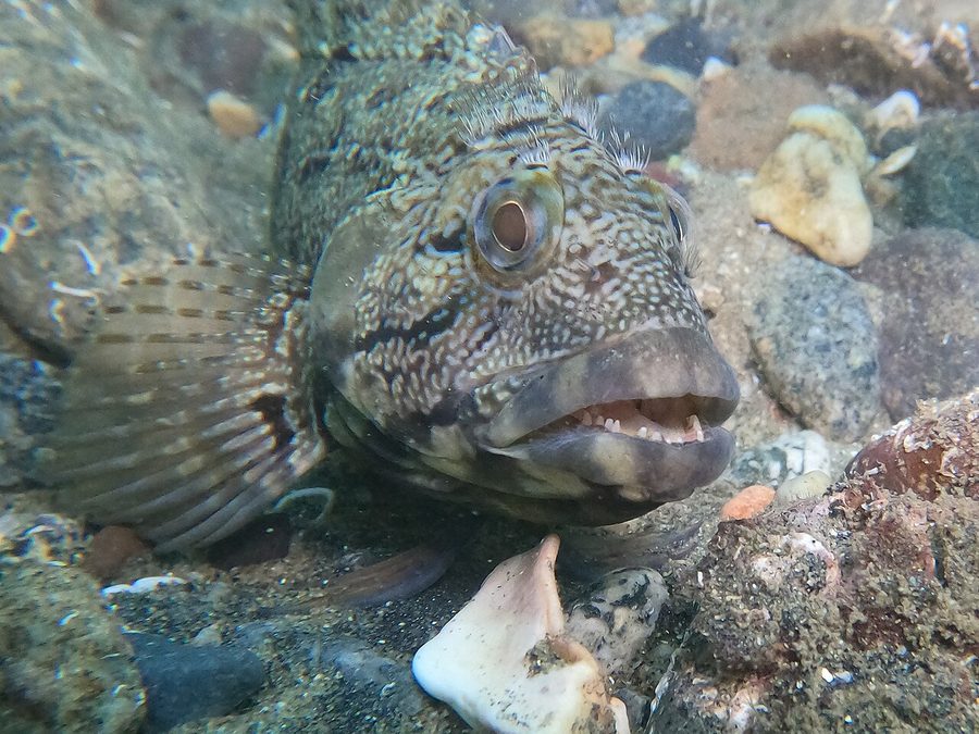 Largemouth Blenny (Labrisomus xanti), a reef fish you can see snorkeling near Jacó, Costa Rica