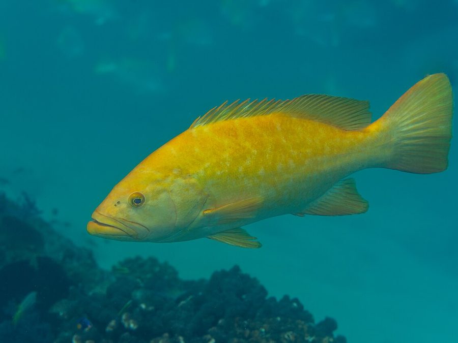Leopard grouper, Mycteroperca rosacea