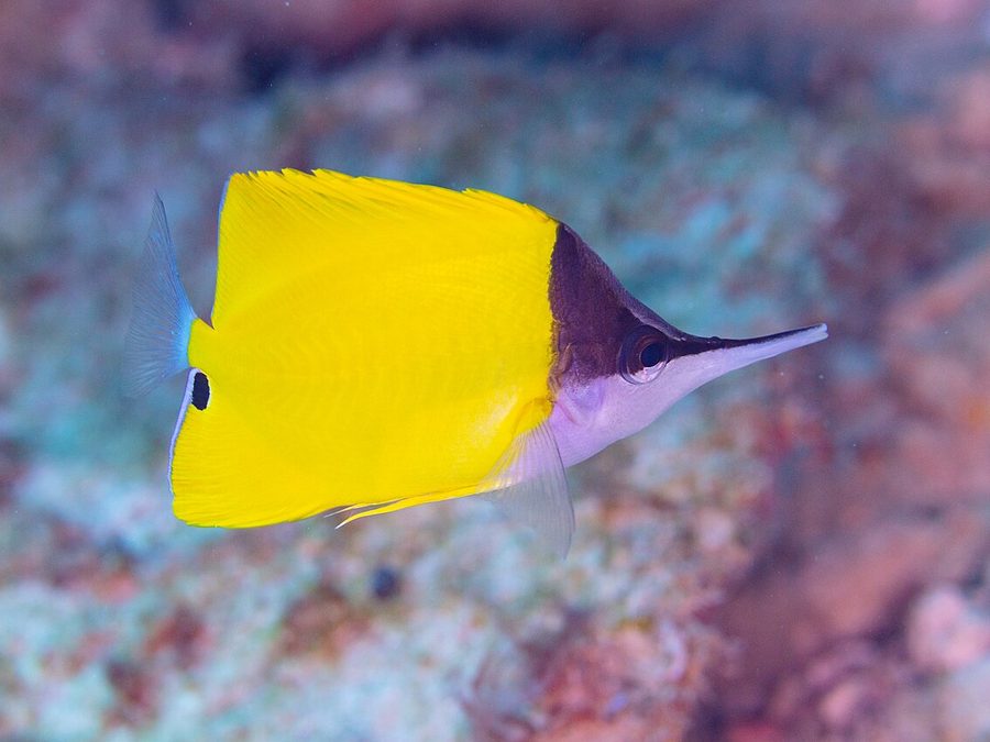 Longnose butterflyfish, Forcipiger flavissimus