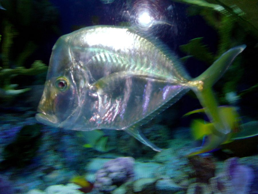 Pacific Lookdown (Selene brevoortii), a reef fish you can see snorkeling near Jacó, Costa Rica