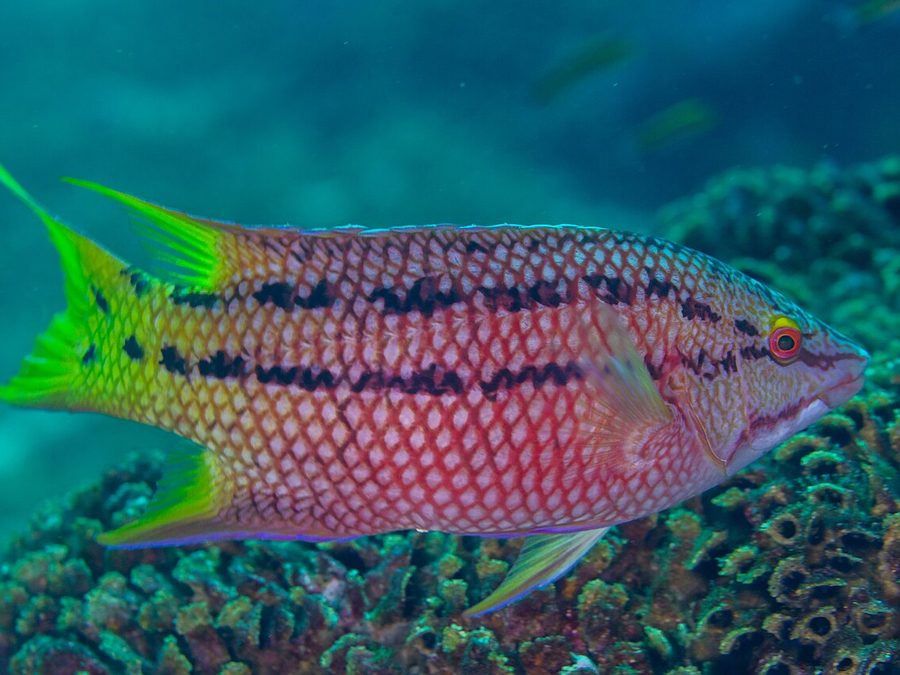 Mexican hogfish, Bodianus diplotaenia, Eastern Pacific