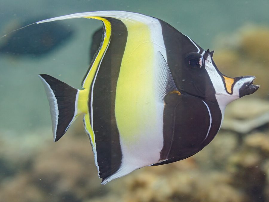 Moorish idol, Zanclus cornutus