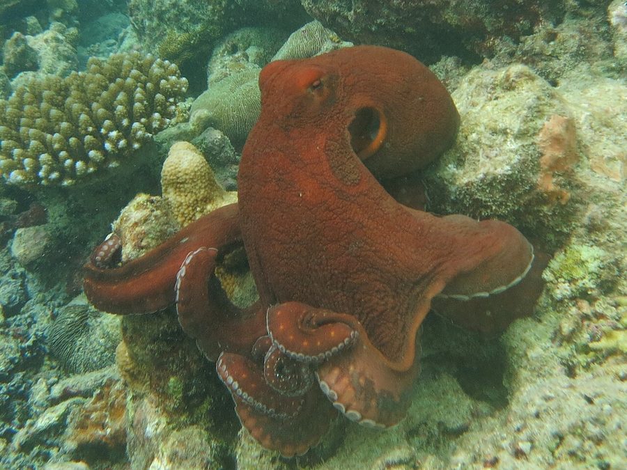 Reef octopus camouflaged among rocks, one of the clever creatures seen snorkeling at Playa Mantas near Jaco