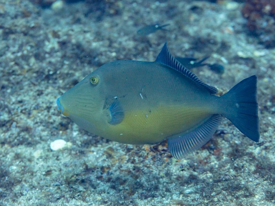 Orangeside Triggerfish (Sufflamen verres), a reef fish you can see snorkeling near Jacó, Costa Rica