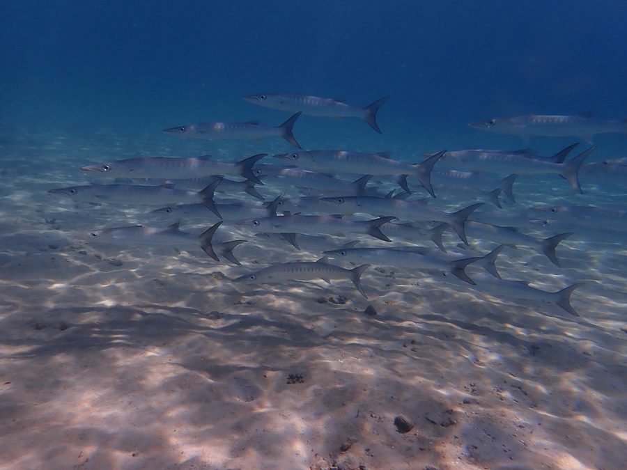 Mexican barracuda, Sphyraena ensis