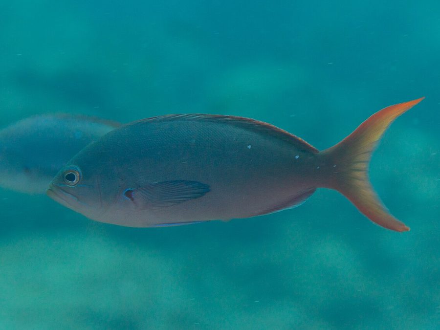 Pacific creolefish, Paranthias colonus