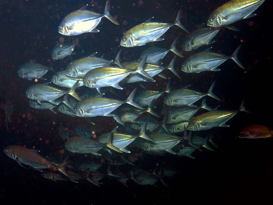Pacific crevalle jack, Caranx caninus