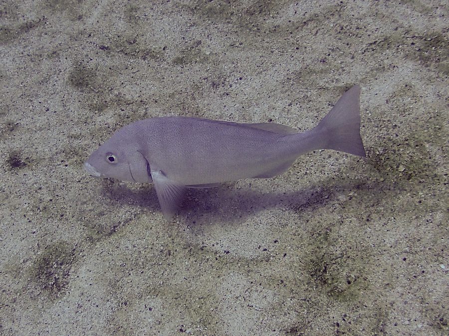 Pacific dog snapper, Lutjanus novemfasciatus