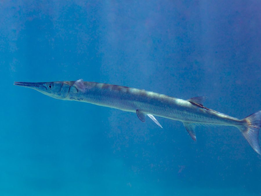 Pacific needlefish, Tylosurus fodiator