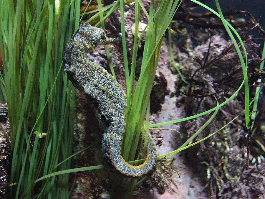 Pacific Seahorse (Hippocampus ingens), a reef fish you can see snorkeling near Jacó, Costa Rica