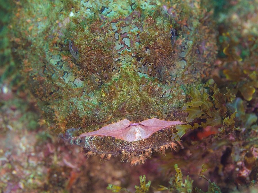 Pacific Spotted Scorpionfish (Scorpaena mystes), a reef fish you can see snorkeling near Jacó, Costa Rica