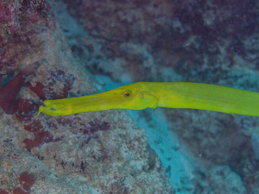 Pacific Trumpetfish (Aulostomus chinensis), a reef fish you can see snorkeling near Jacó, Costa Rica