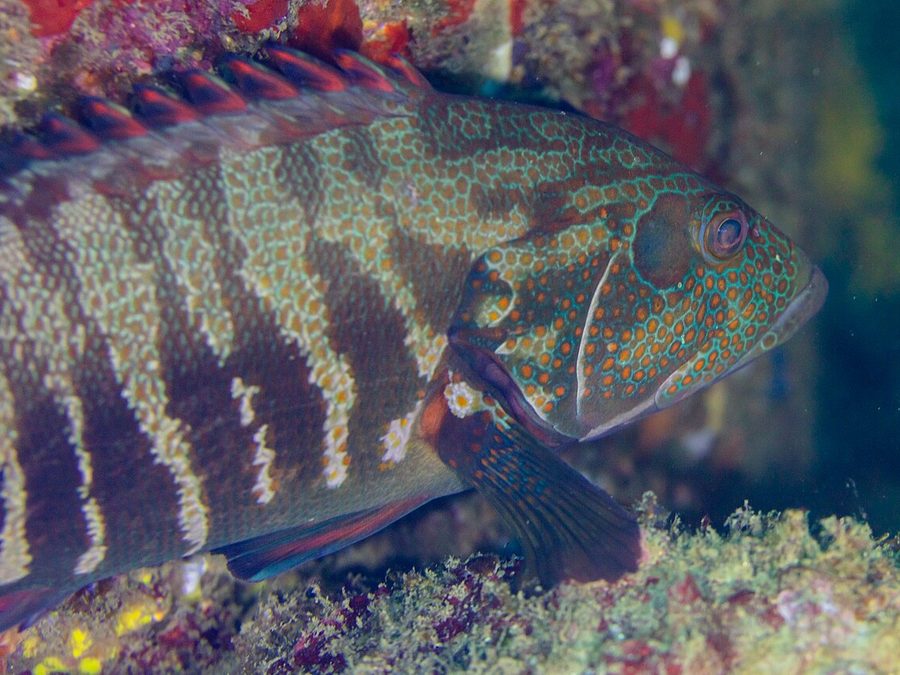 Panama graysby, Cephalopholis panamensis